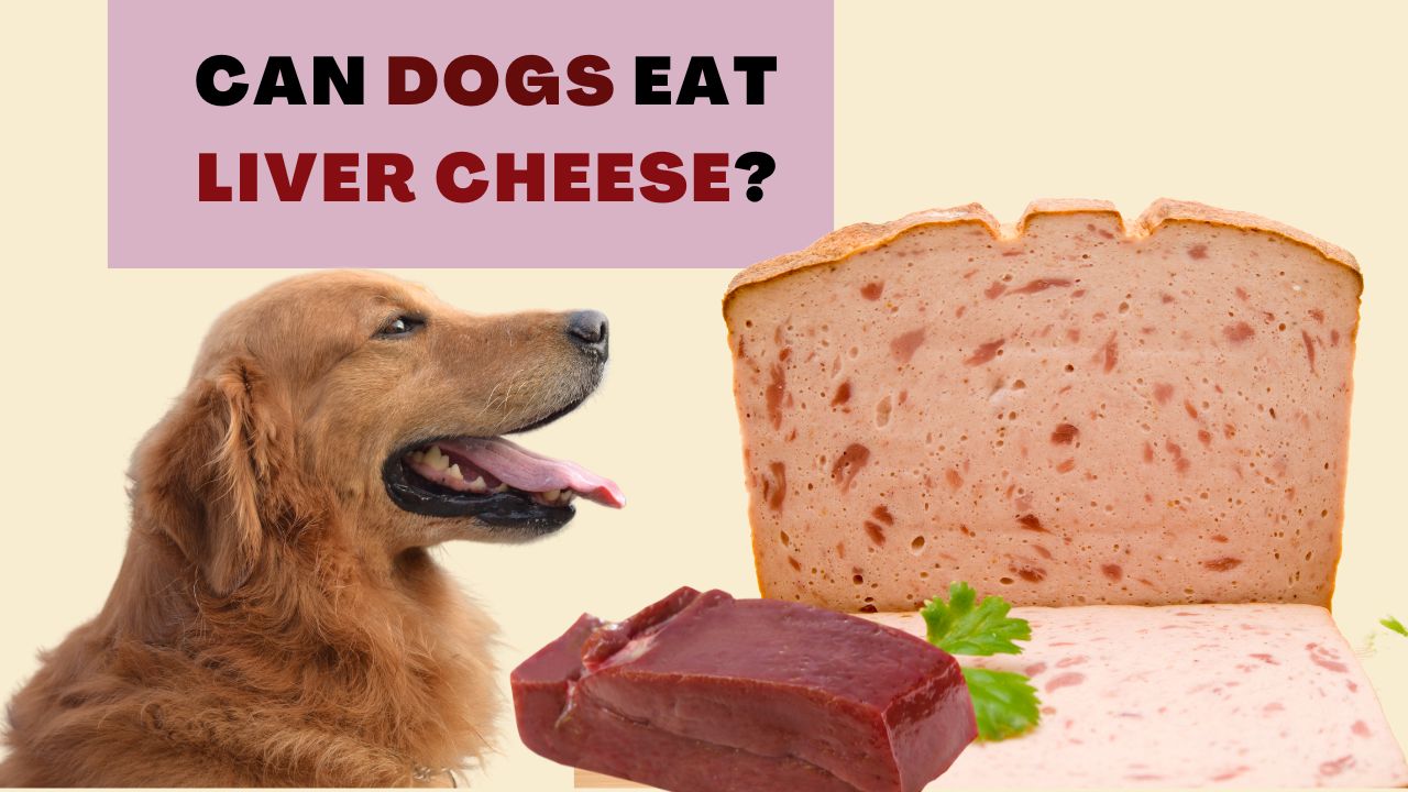 can dogs eat liver cheese