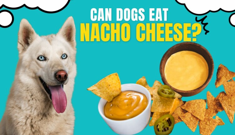 can dogs eat nacho cheese