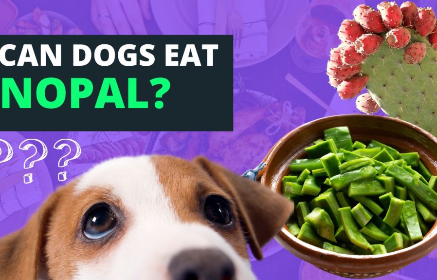 Can Dogs Eat Nopal? – All You Need to Know