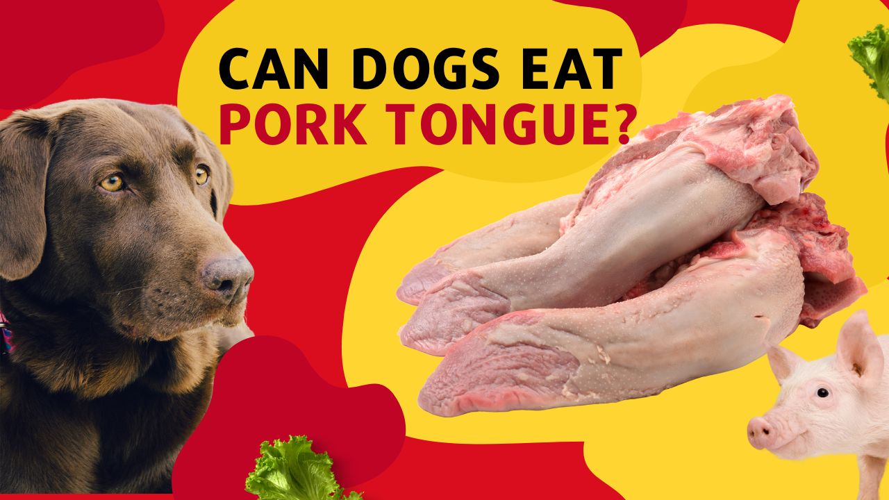 can dogs eat pork tongue