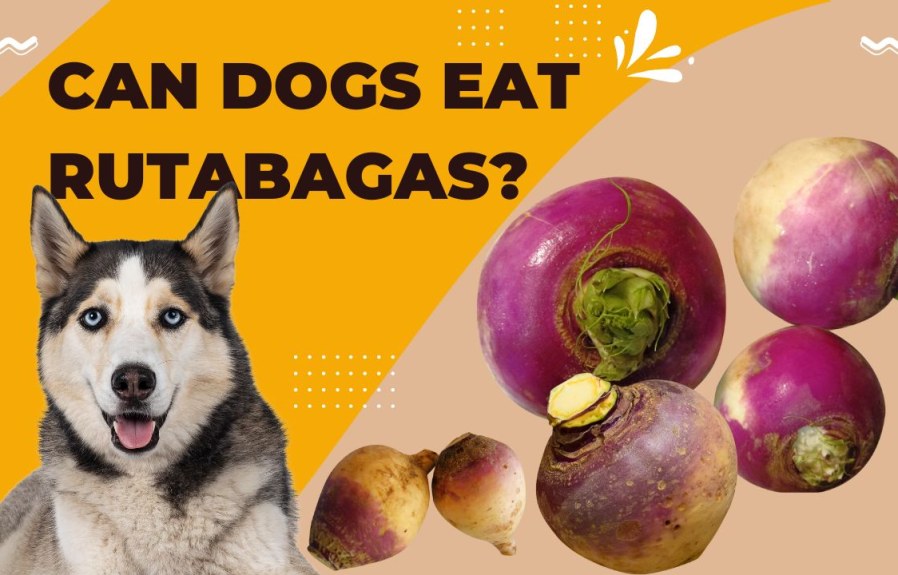 Can Dogs Eat Rutabagas? A Quick and Easy Guide