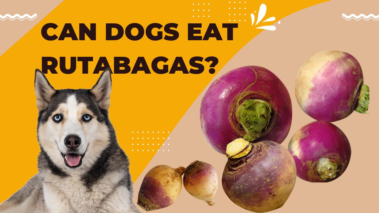 can dogs eat rutabagas