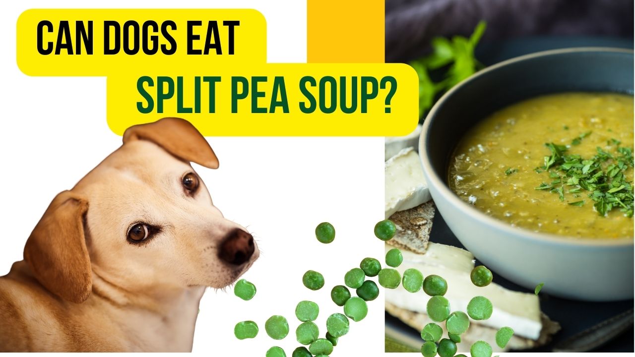 can dogs eat split pea soup