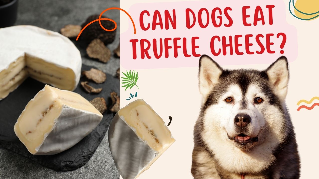 can dogs eat truffle cheese