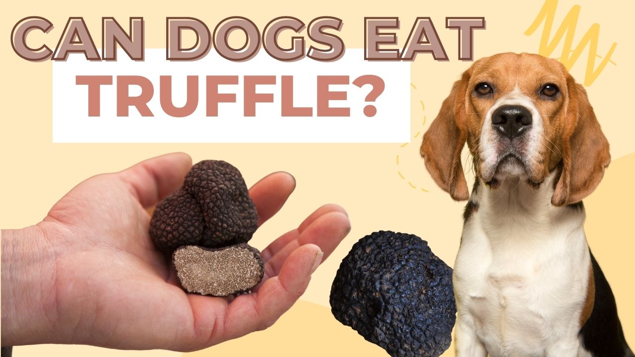 can dogs eat truffle