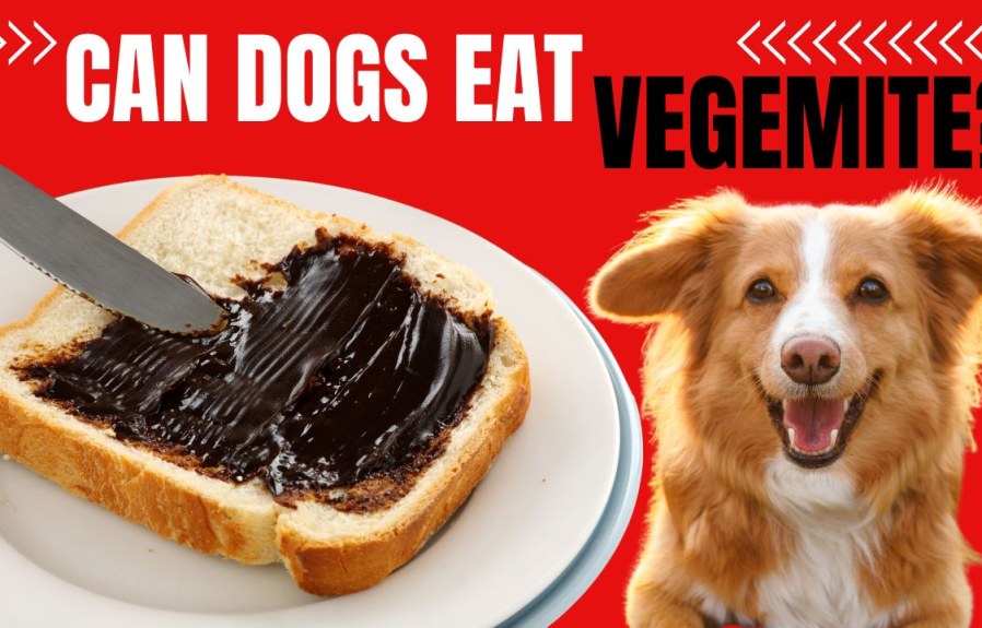 Can Dogs Eat Vegemite? The Answer Might Surprise You!