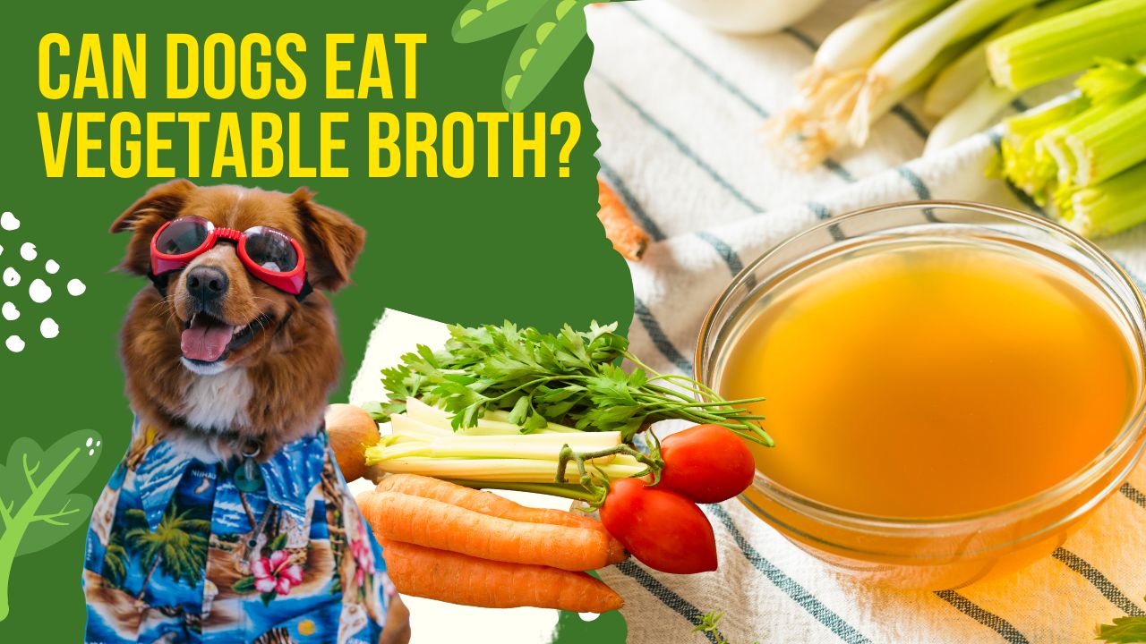 can dogs eat vegetable broth