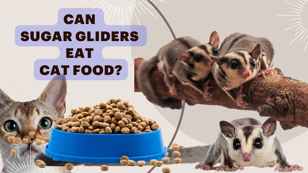 can sugar gliders eat cat food