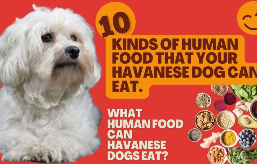 Can Havanese Dogs Eat Human Food? Helpful Guide!