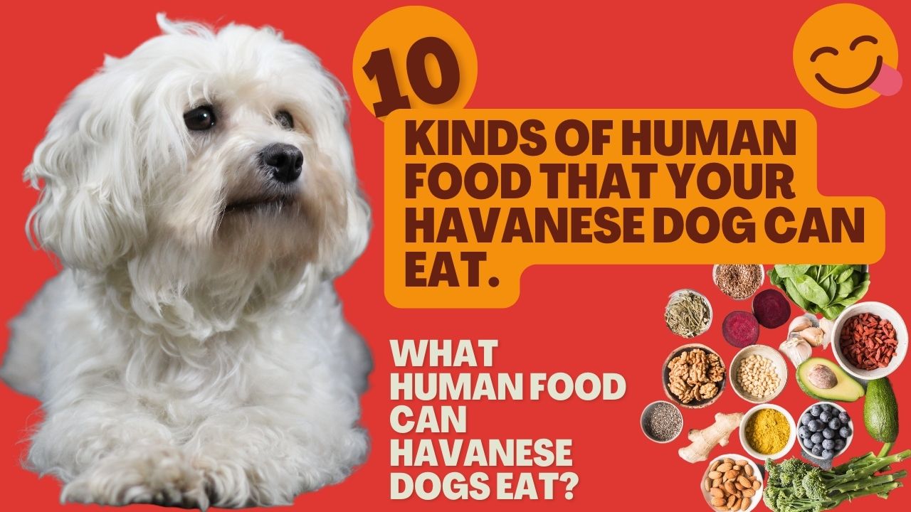 what human food can havanese dogs eat