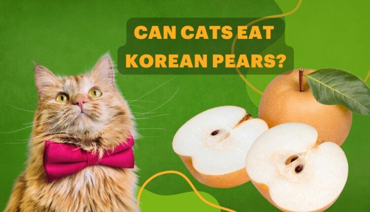 Can cats eat Korean pears