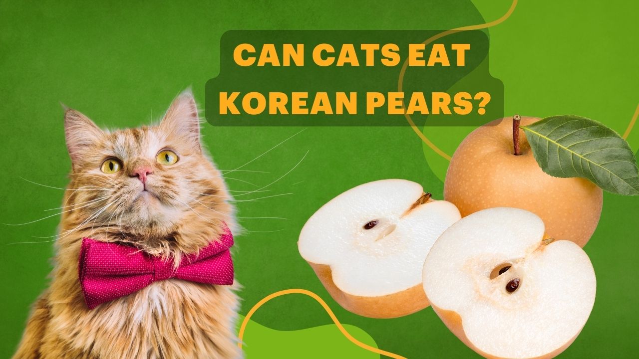 Can cats eat Korean pears