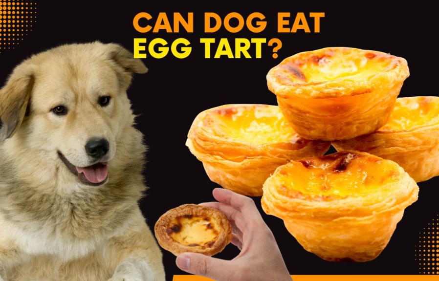 Can Dogs Eat Egg Tarts? Everything You Need to Know