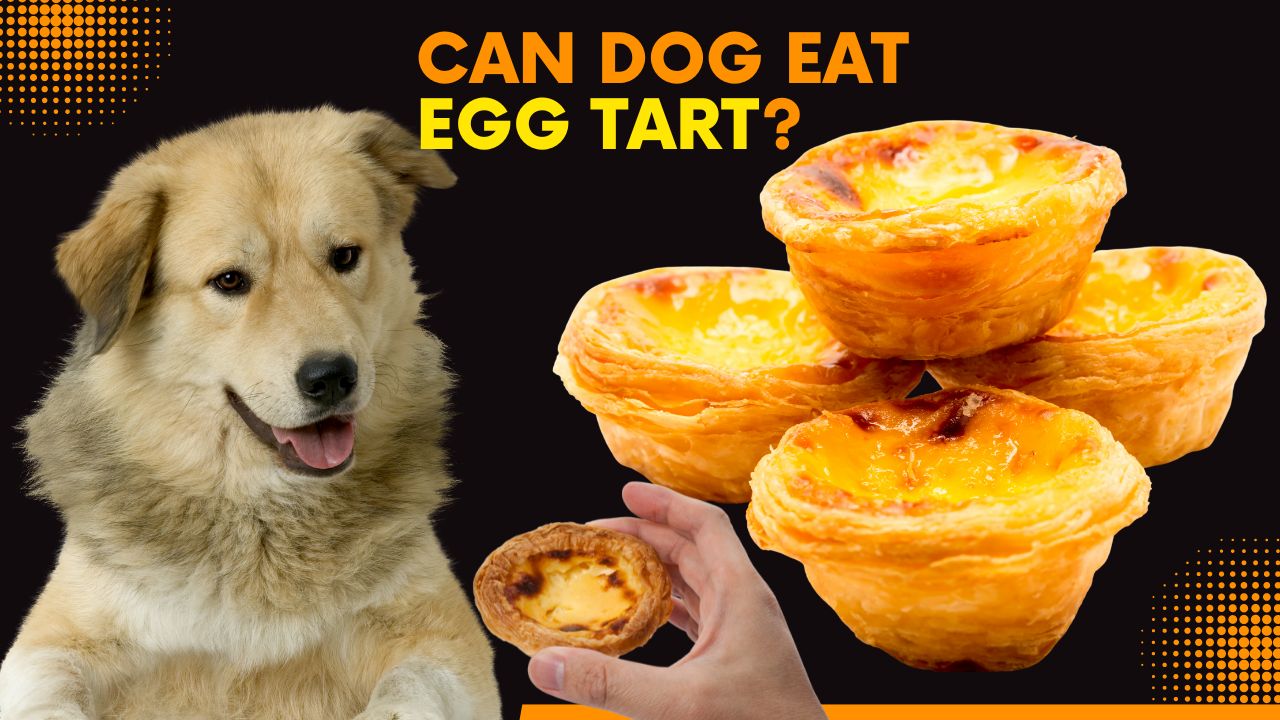 Can dog eat egg tart