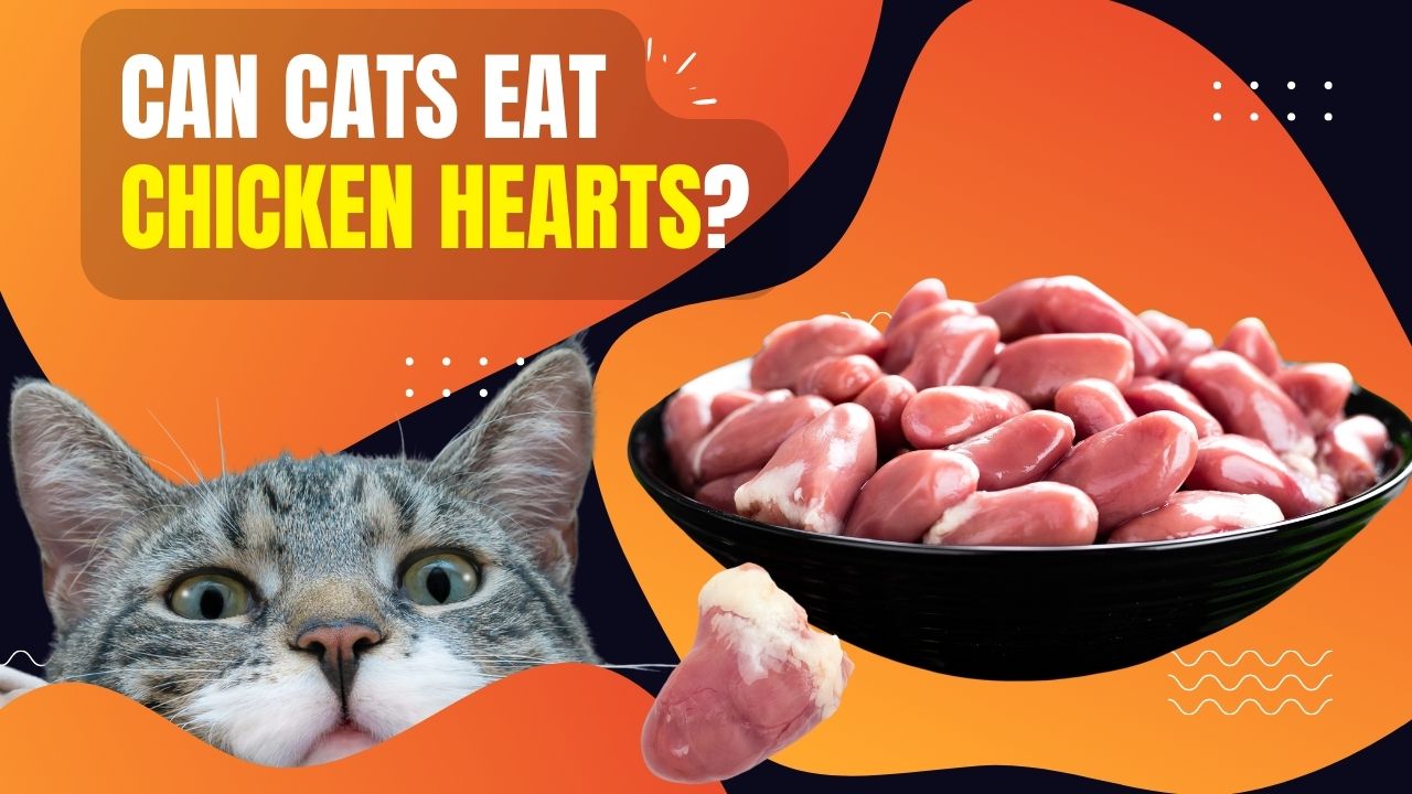 can cats eat chicken hearts