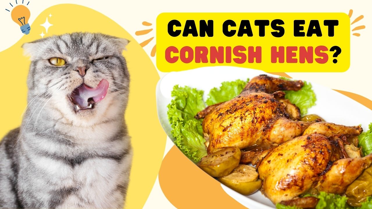 can cats eat cornish hens
