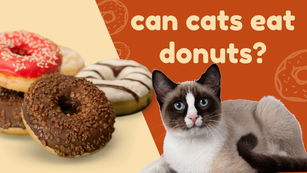 can cats eat donuts