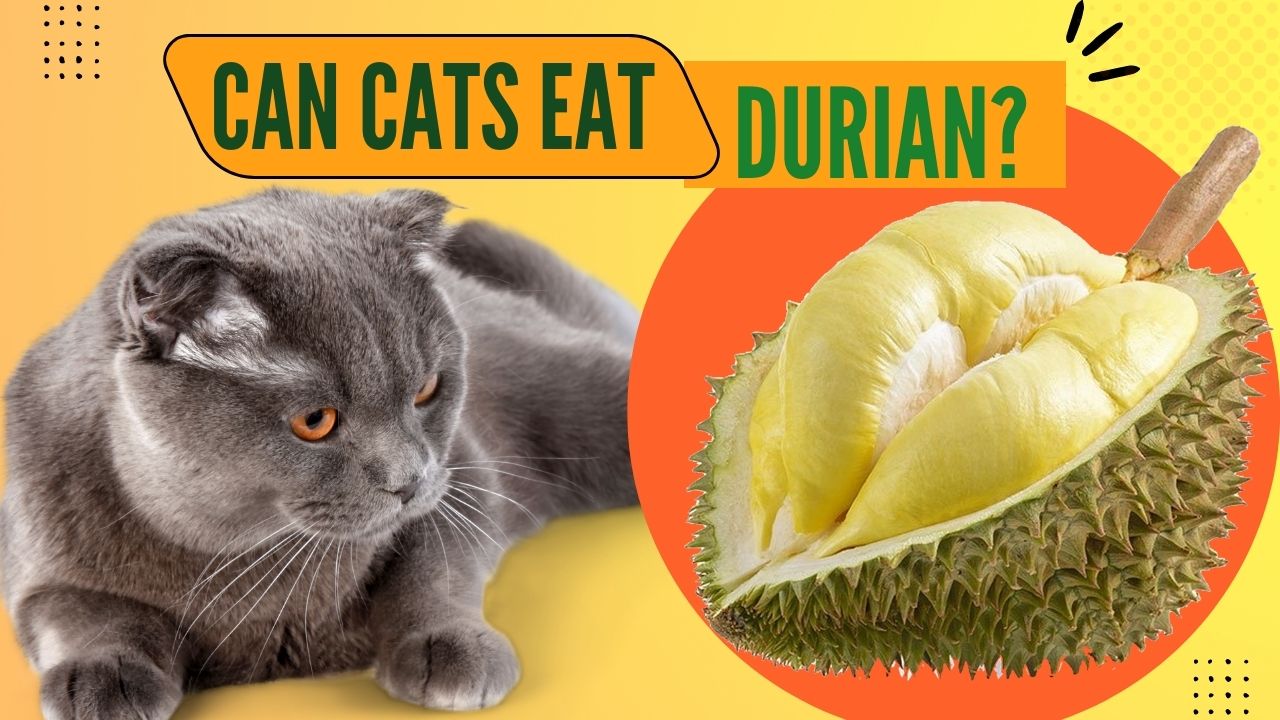 can cats eat durian