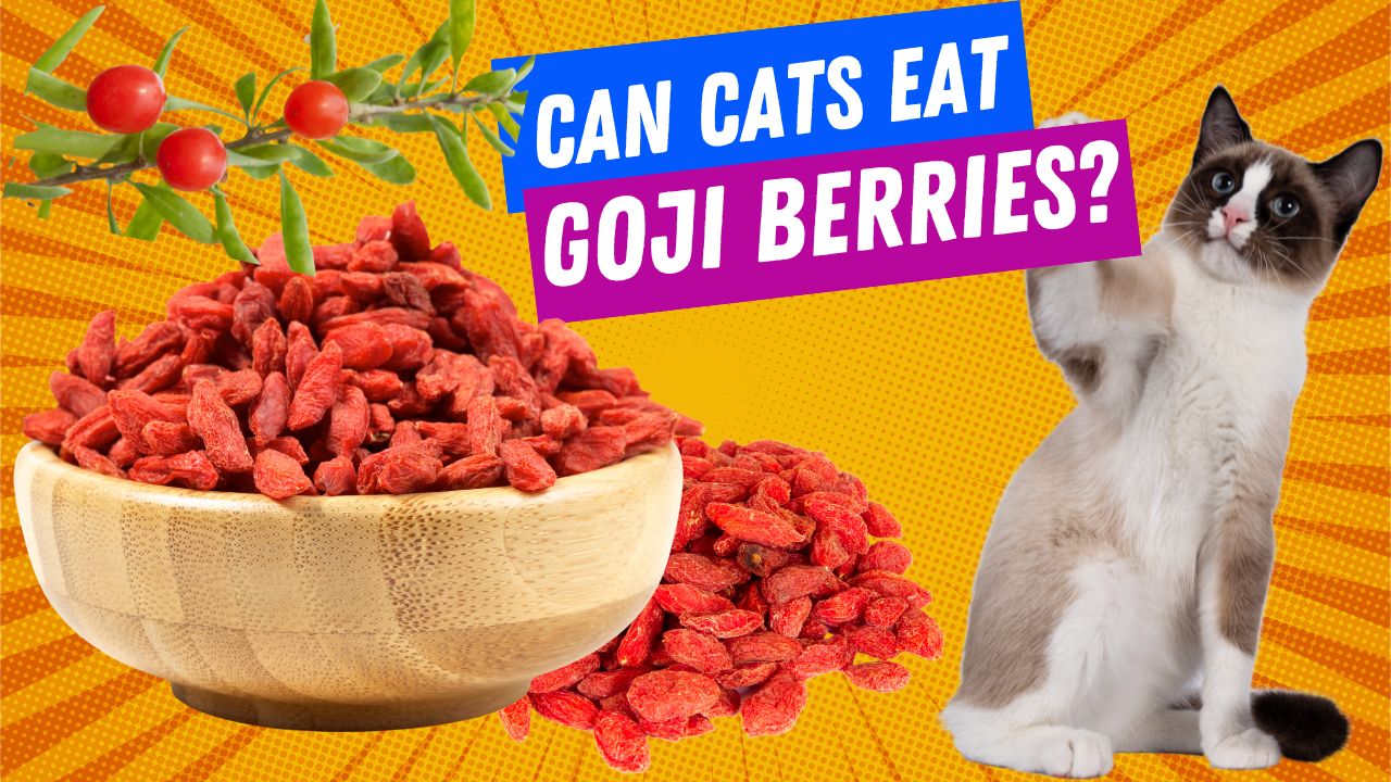 can cats eat goji berries