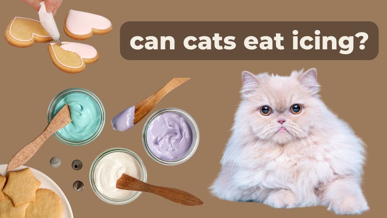 can cats eat icing