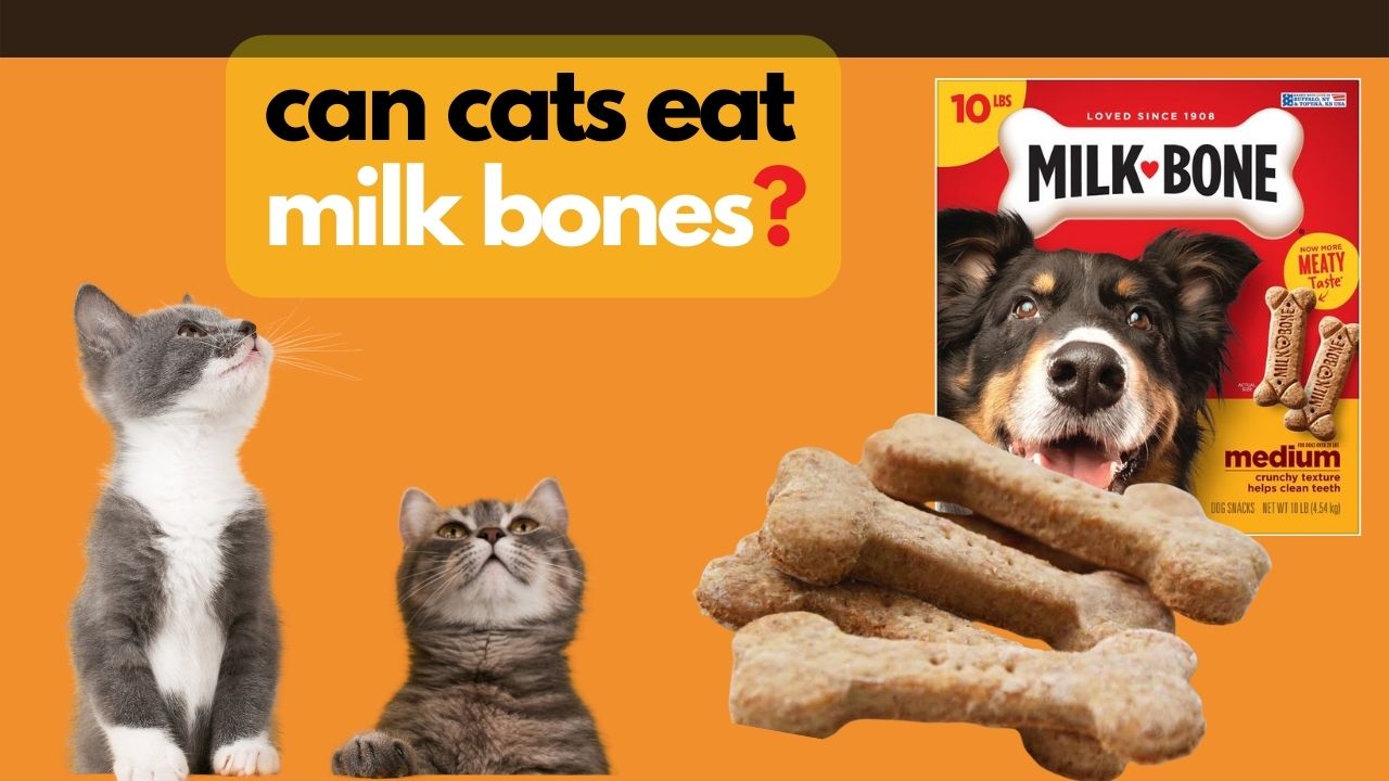 can cats eat milk bones