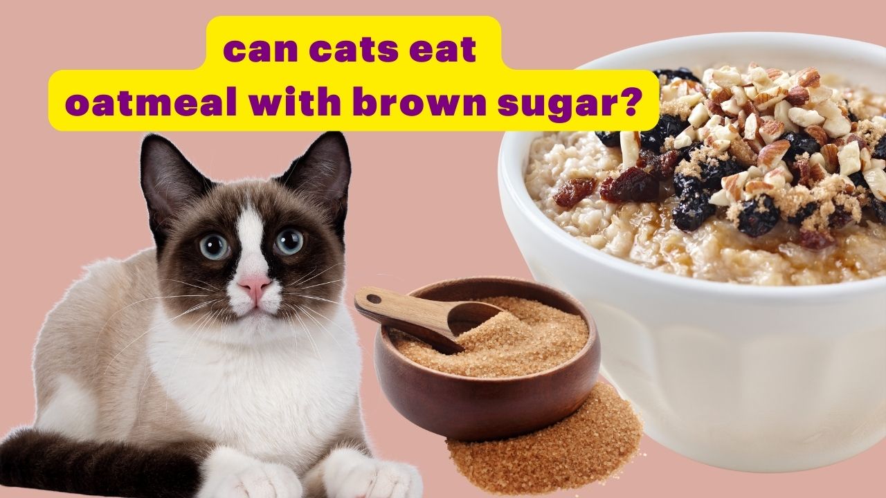 can cats eat oatmeal with brown sugar