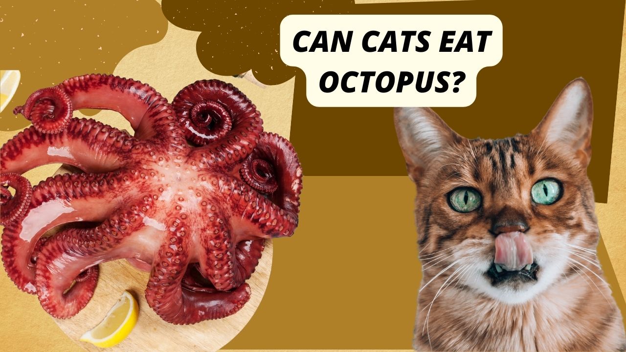 can cats eat octopus