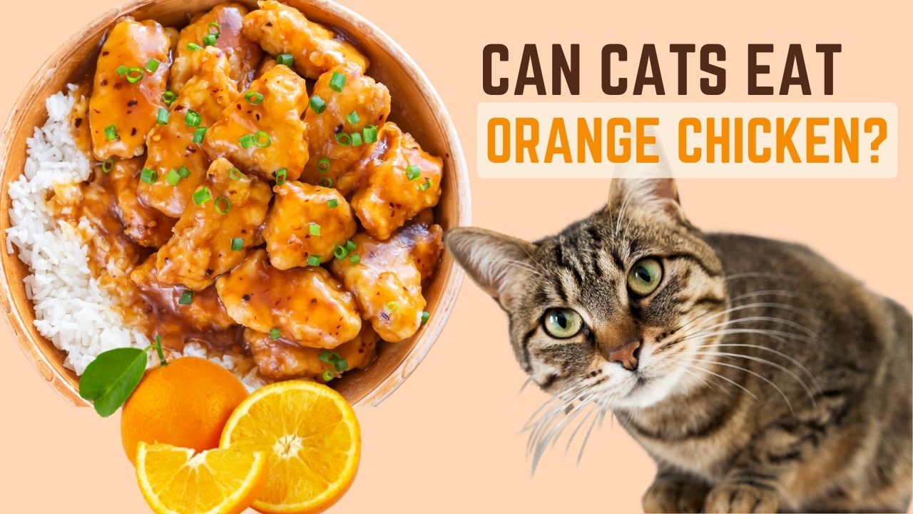 can cats eat orange chicken