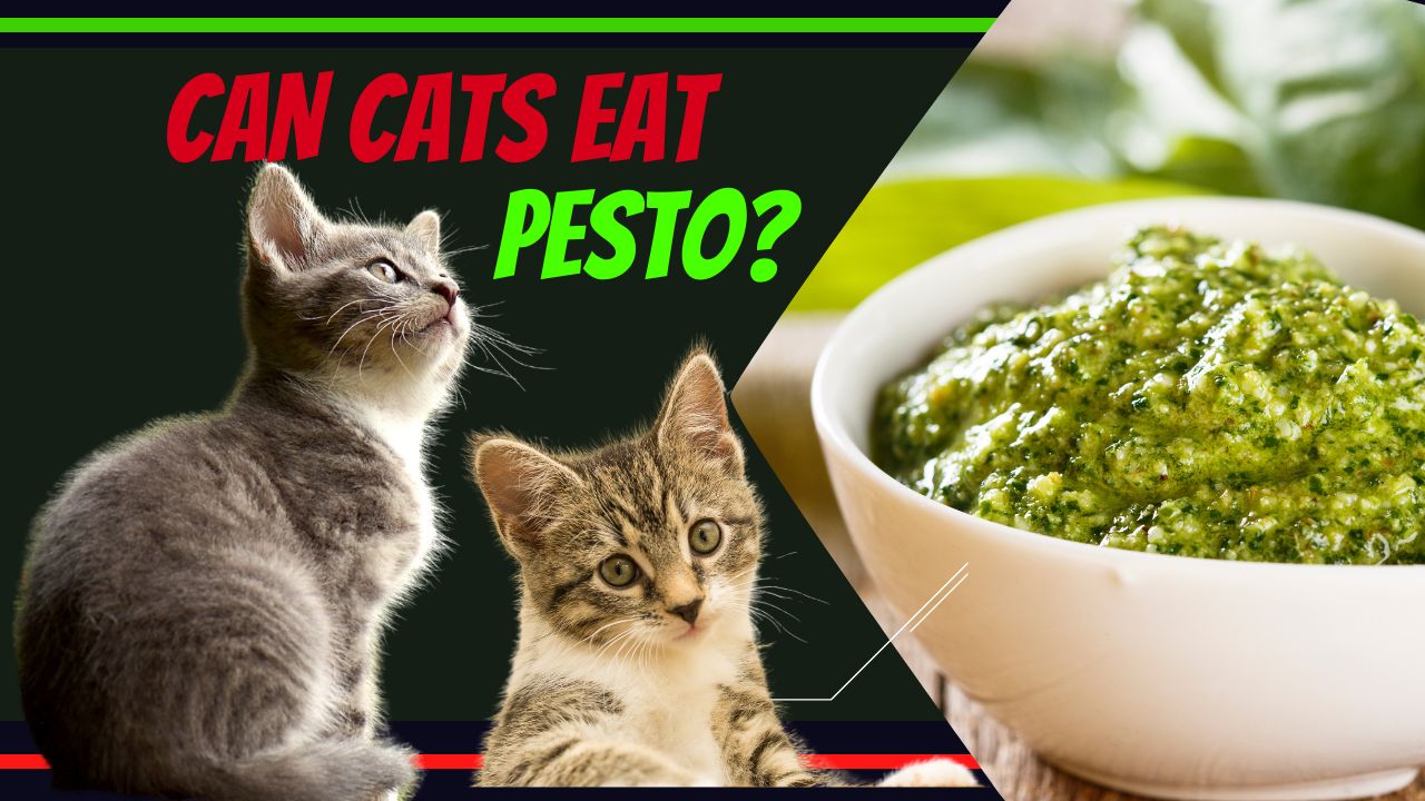 can cats eat pesto