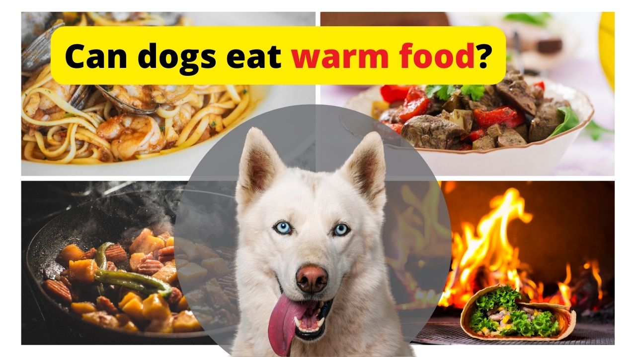 can dog eat warm food