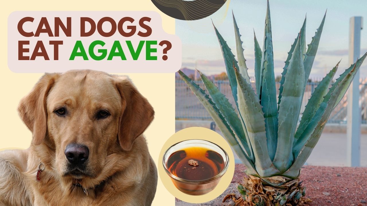 can dogs eat agave