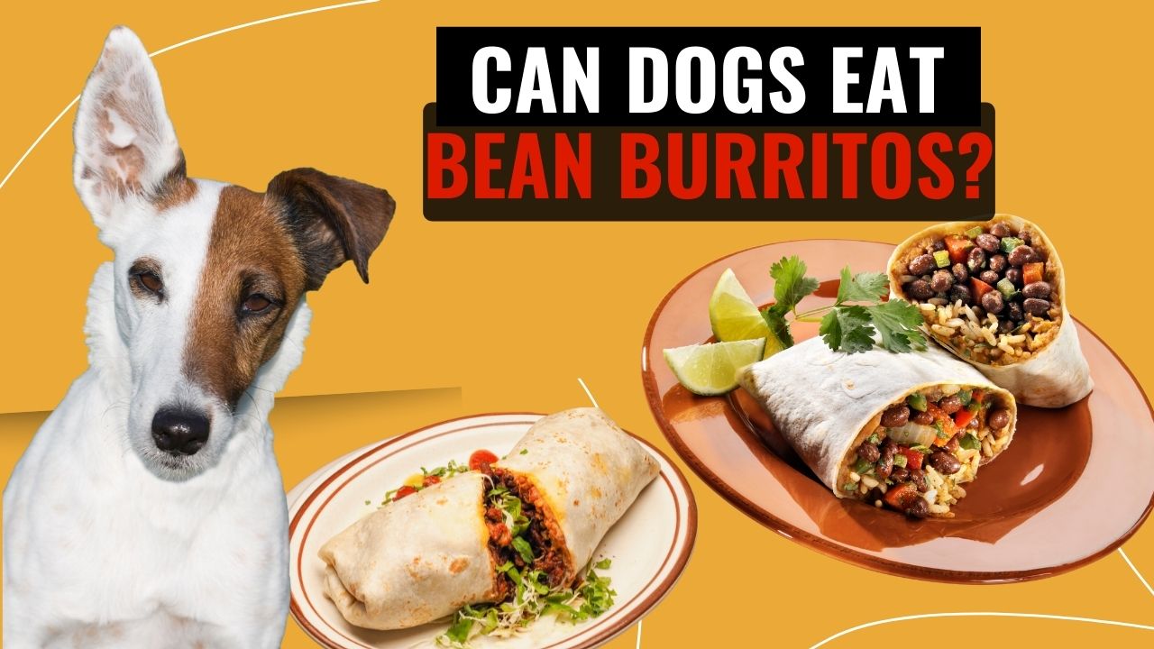 can dogs eat bean burritos