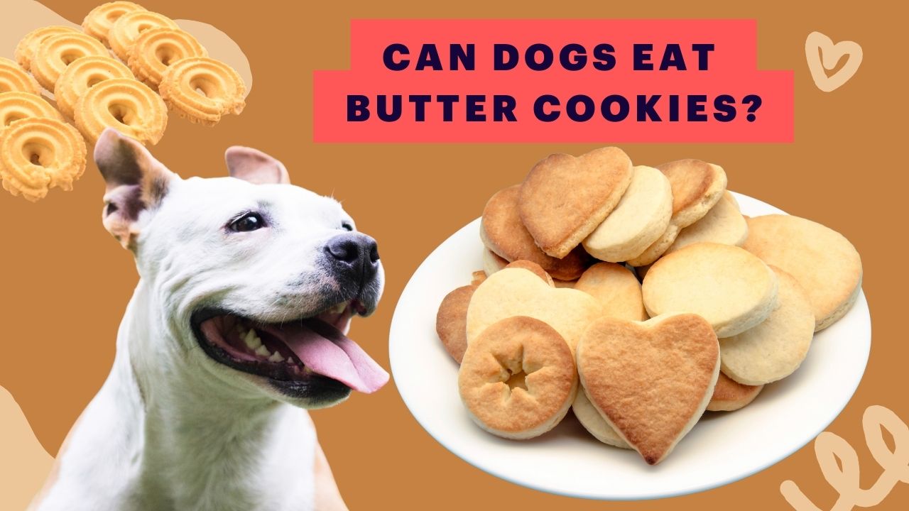 can dogs eat butter cookies
