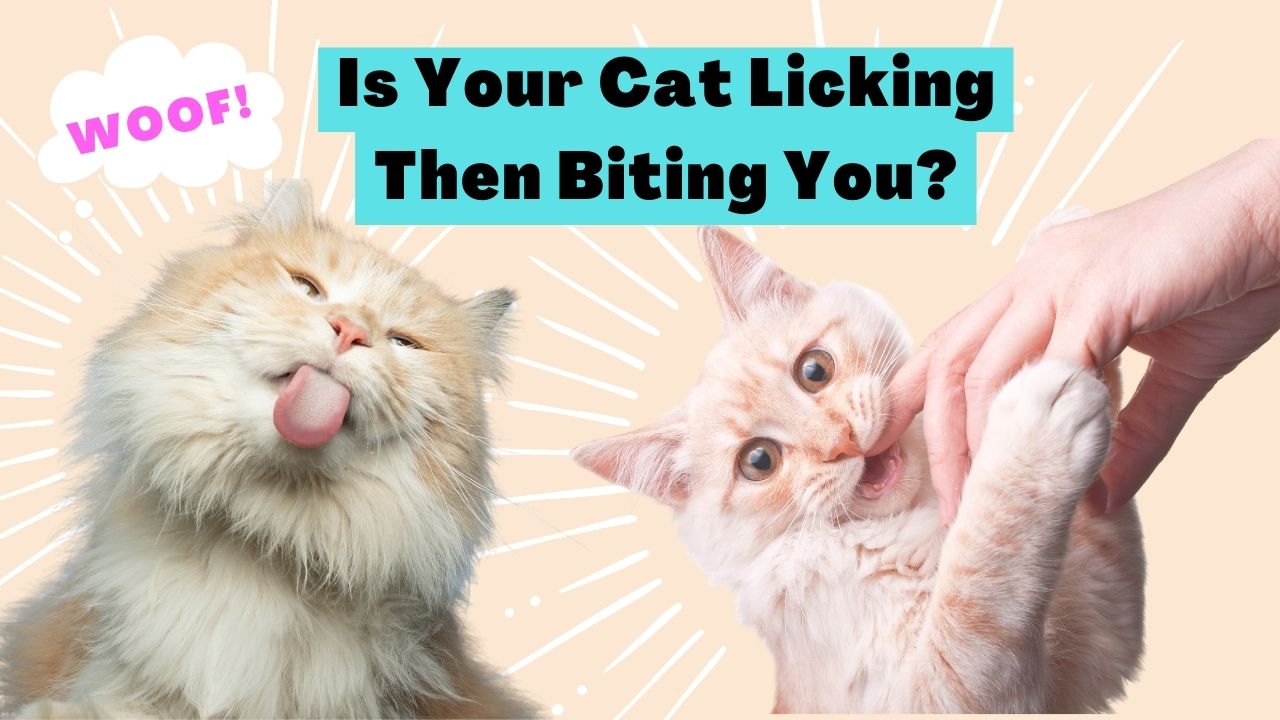 Is Your Cat Licking Then Biting You