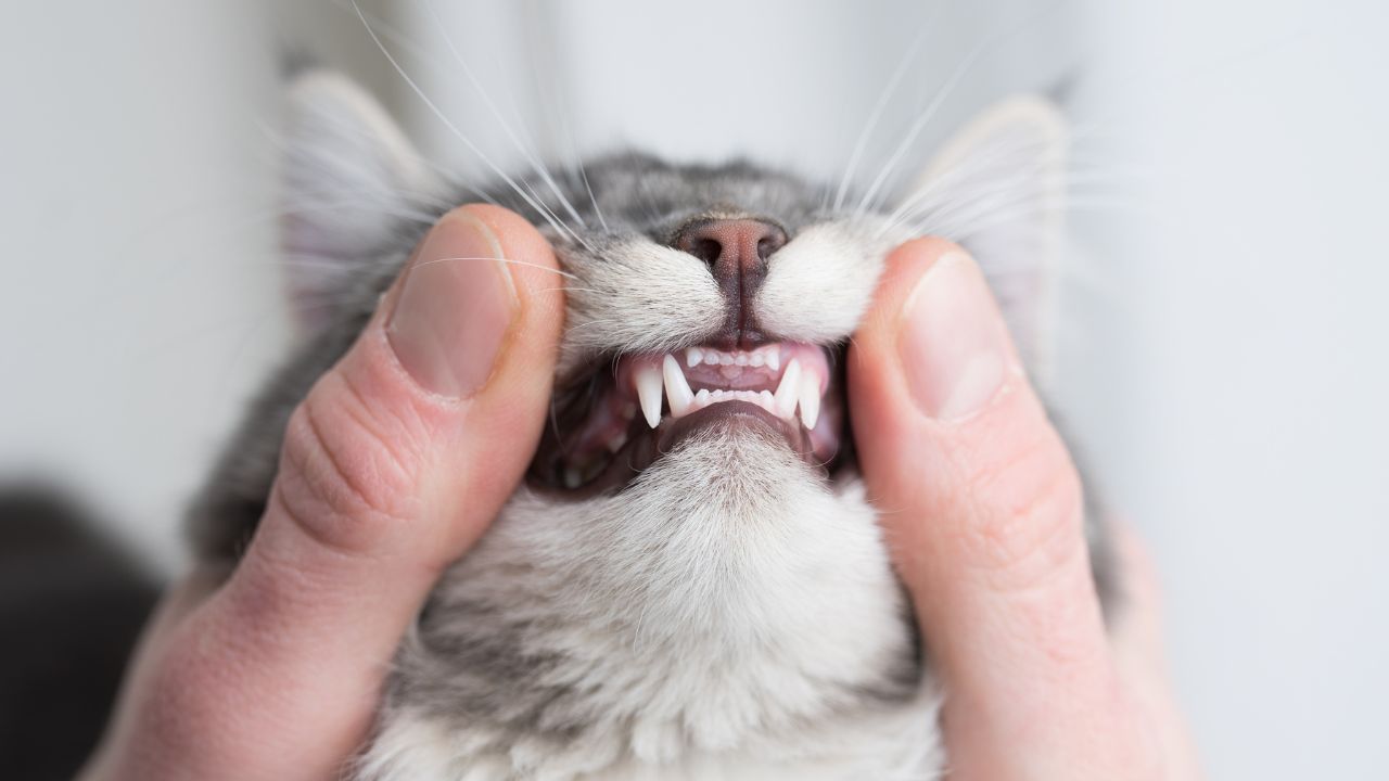 Will My Cat Be Able To Eat Dry Food After Dental Surgery