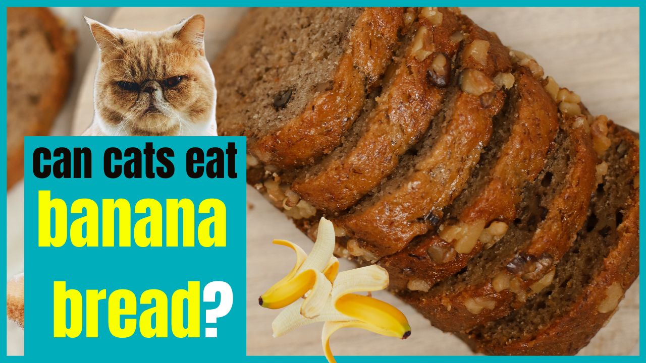 can cats eat banana bread