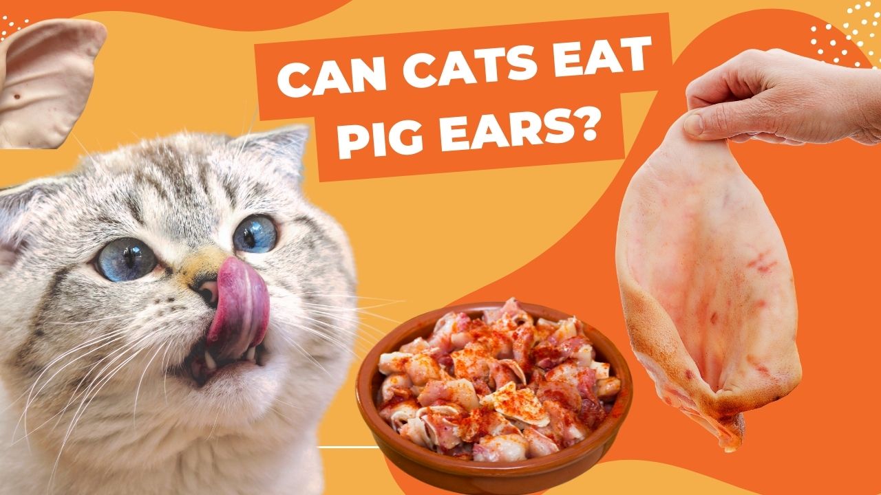 can cats eat pig ears