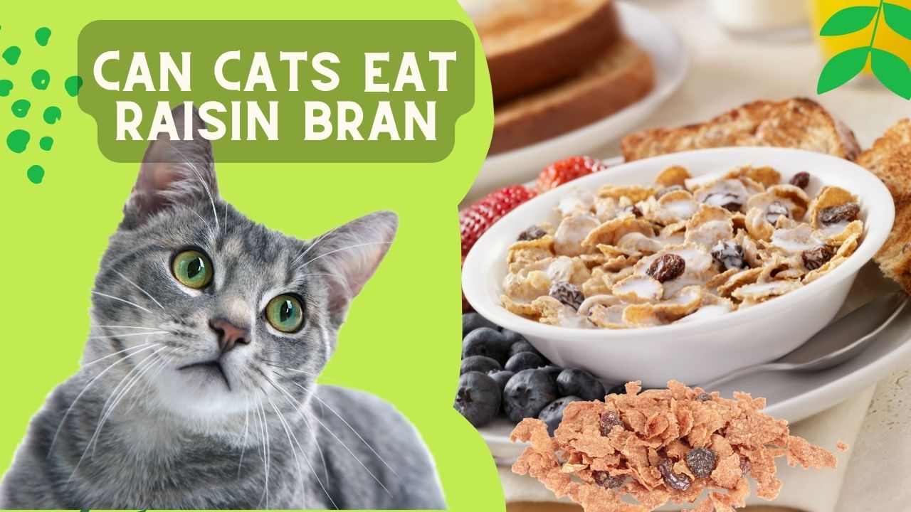 can cats eat raisin bran