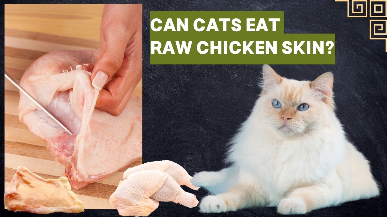 can cats eat raw chicken skin