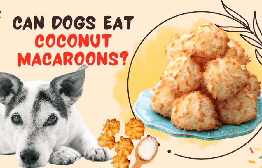 Can Dogs Eat Coconut Macaroons? The Surprising Answer