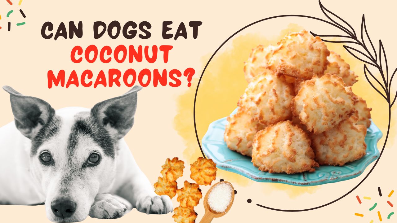 can dogs eat coconut macaroons