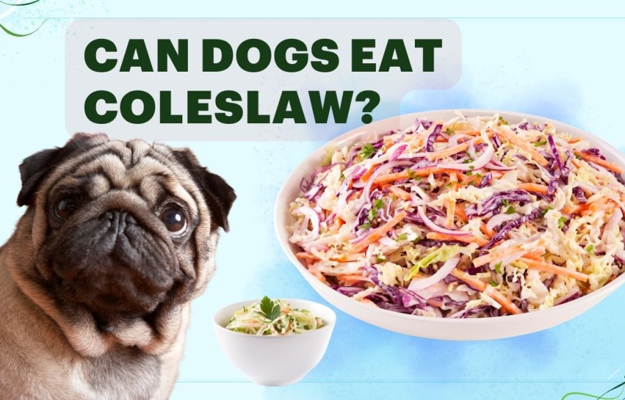 Can Dogs Eat Coleslaw? The Surprising Answer You Need to Know