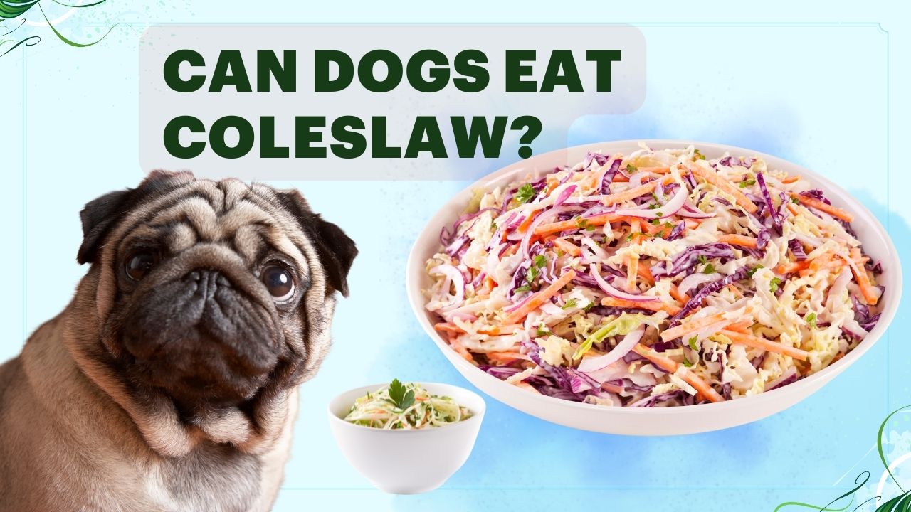 can dogs eat coleslaw
