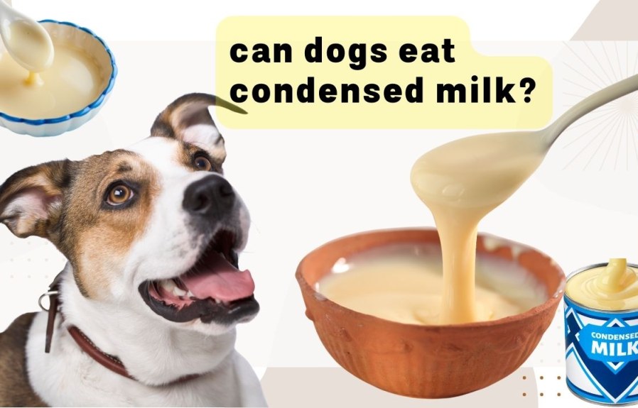 Can Dogs Eat Condensed Milk? The Answer May Surprise You!