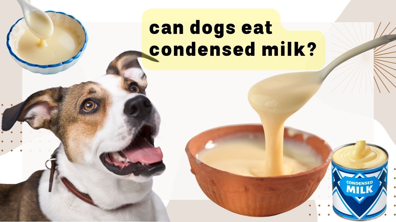 can dogs eat condensed milk