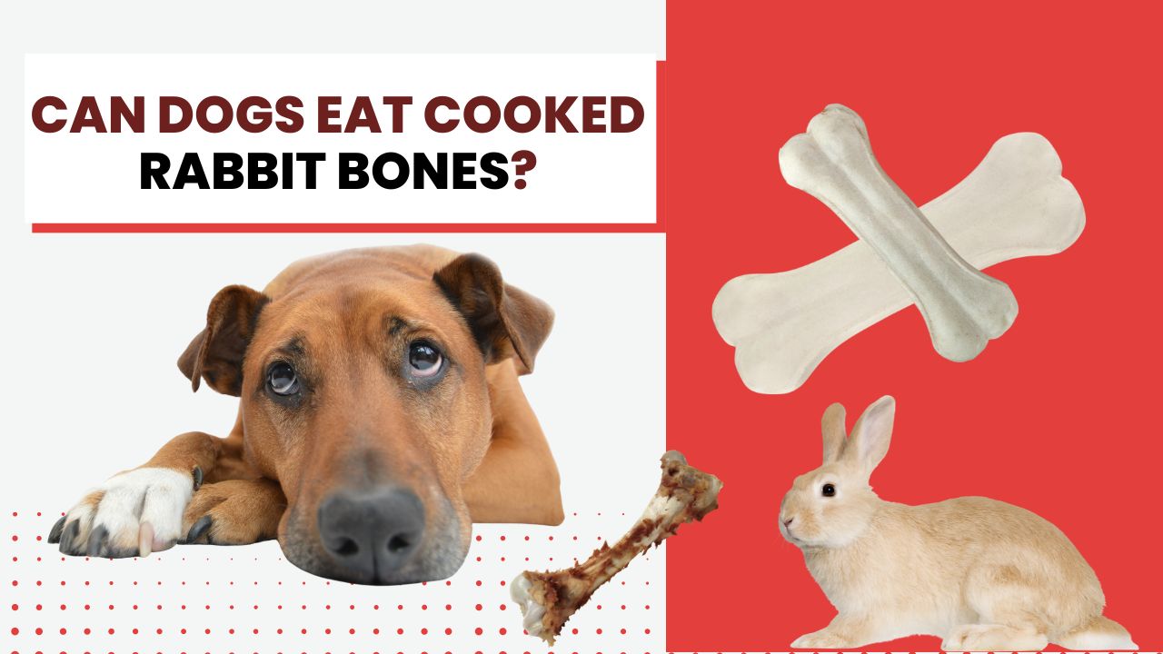 can dogs eat cooked rabbit bones