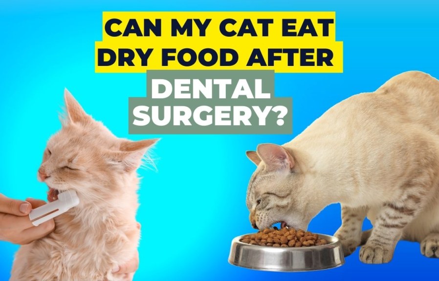 Will My Cat Be able to Eat Dry Food After Dental Surgery?
