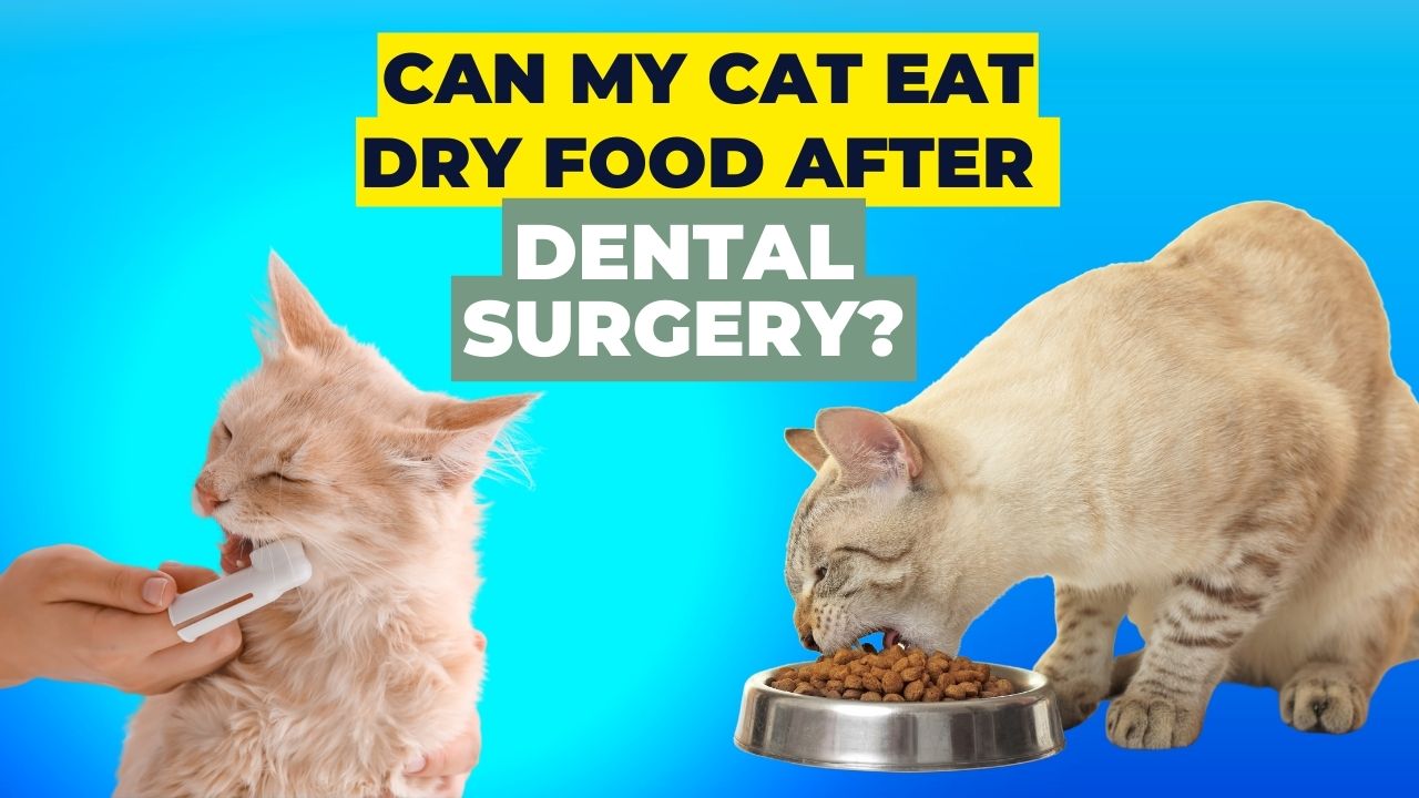 can my cat eat dry food after dental surgery