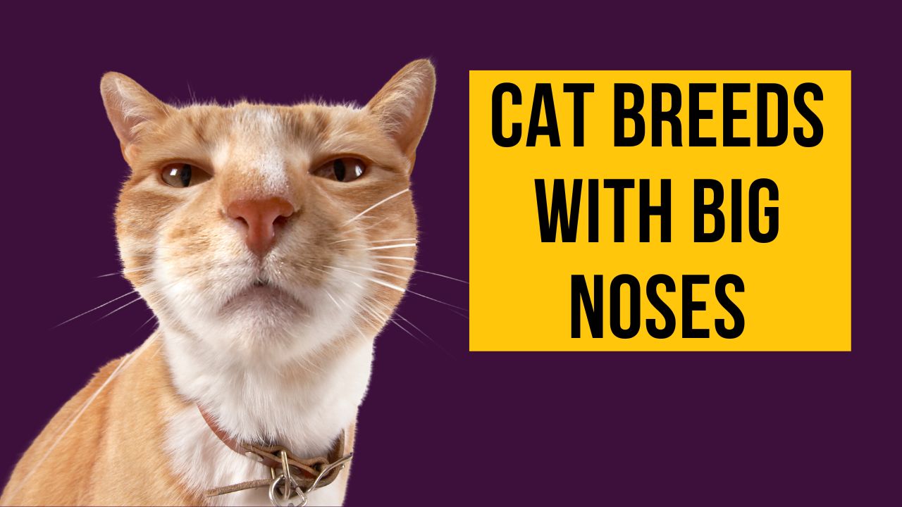 Cat Breeds with Big Noses