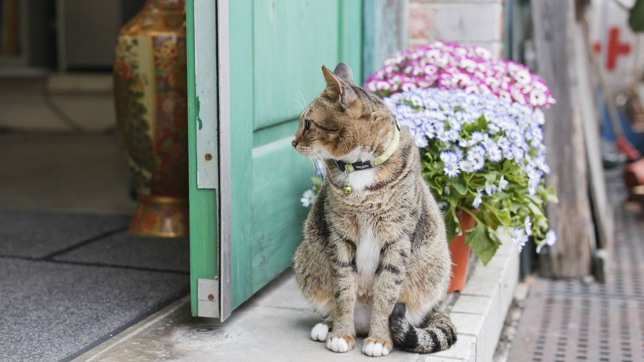 Cat Sitting By the Door